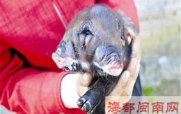 Lợn kỳ quái có... hai miệng, ba mắt