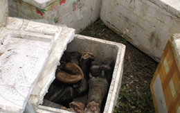 Bắt xe khách chở 300 kg chân trâu thối 