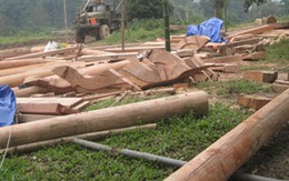 Đội trưởng bảo vệ rừng buôn gỗ lậu