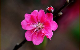 Lung linh Hà Nội mùa Tết đến