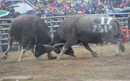 Hàng vạn người đổ về Phúc Thọ xem các "ông trâu" quyết sinh tử