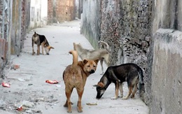 Sức khỏe 8 học sinh bị chó dại cắn tiến triển tốt