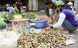 Thị trường nấm “chết” trong đau đớn