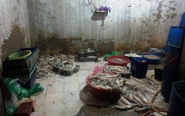 Dùng hóa chất, "phù phép" mực ươn thành tươi ngon