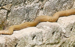 Kiếm cả trăm triệu từ “rắn thần”