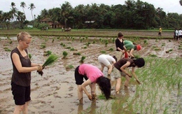 Lạ với cảnh gái Tây… cấy lúa đồng ta