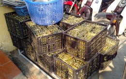 Bánh chưng Tết: Nhà sản xuất sẵn sàng cho quay phim để giám sát chất lượng