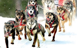 Cuộc đua khắc nghiệt ở Alaska