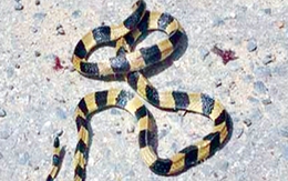 Mỗi tuần 7 chuyện