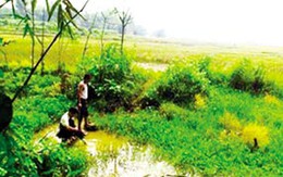 Đỉa nhiễm HIV là tin thất thiệt