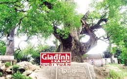 Thực hư cây Dã Hương nghìn tuổi phát “linh khí” giúp người hấp thụ chữa bách bệnh