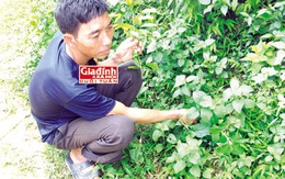 Lạ kỳ phương pháp nối xương “gãy một nơi bó một nơi” 