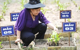 Chuyên gia bào chế thành công thuốc trị ung bướu từ cây trinh nữ hoàng cung