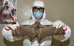 Điều ít biết về đại dịch Ebola đang khiến cả thế giới lo lắng