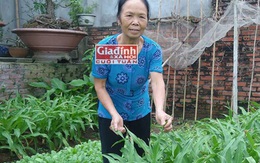 Phát hiện bất ngờ về cây thuốc quý trong vườn nhà giúp người phụ nữ tự trị bệnh ung thư