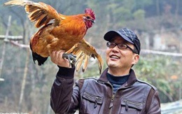 Chú gà đắt nhất thế giới 