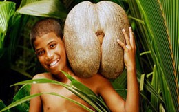 Kỳ lạ ‘quả âm vật’ tại Seychelles 