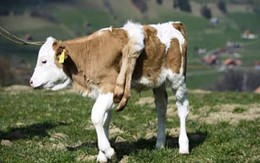 Bê 6 chân xuất hiện ở Thụy Sĩ
