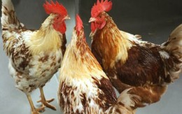 Bí ẩn hiện tượng gà đồng tính 