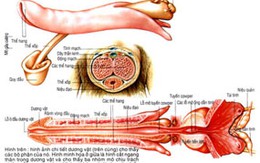 Các ông nghị rủ nhau đi… cắt bao quy đầu