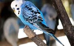 Chú vẹt thất lạc tự nói... địa chỉ nhà