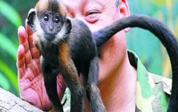 Dùng lưỡi để cứu mạng khỉ con 