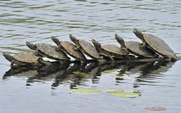 7 chú rùa "nhảy ba lê" giữa hồ !
