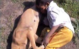 Vì đói, bé trai 6 tuổi phải bú... chó
