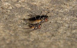 Sex ầm ĩ khiến ruồi thiệt mạng 
