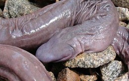 Loài rắn giống hệt ‘của quý’ đàn ông
