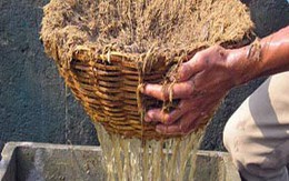 Tỏ tình bằng… phân voi