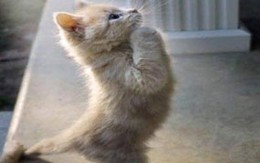Video cười: Mèo ngồi... ngắm cảnh