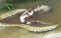 Kinh dị trăn nuốt rồi nôn ra cả 1 con bò