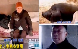 Con nuôi mẹ già trong... chuồng lợn