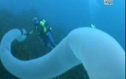 Phát hiện thủy quái dài 30m