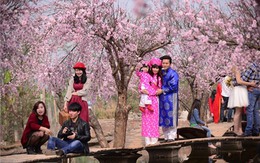 Cận cảnh hàng nghìn người đổ về vườn đào Nhật Tân chụp ảnh Tết
