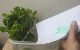 Hãi hùng thuốc "vươn cành" làm mồng tơi dài 10cm chỉ sau 5 giờ