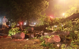 Chùm ảnh: Hà Nội "tan nát" sau trận mưa to, gió lớn