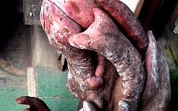 Củ khoai nặng hơn 20kg hình thù lạ mắt