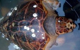 Bắt được rùa quý nặng 85 kg