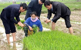 Bí thư Tỉnh ủy Hà Tĩnh lội ruộng cấy lúa 