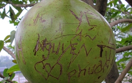 Đào tiên Bái Đính tan nát vì… các cặp tình nhân