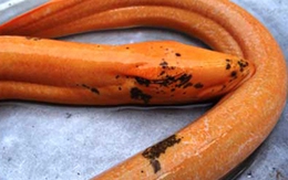 Bắt được lươn khổng lồ 'hóa rồng'?