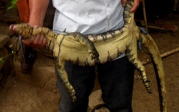 Đi làm đồi, bắt được kỳ đà “khủng”