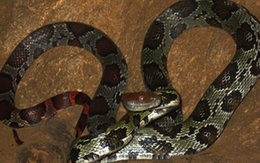 Bắt được rắn lạ, đầu và đuôi đỏ rực