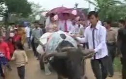 Rước dâu bằng 'siêu trâu' phủ khăn voan