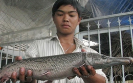 Bắt được con cá hình thù kỳ lạ