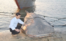 Cá lạ hơn một tấn sa lưới ngư dân