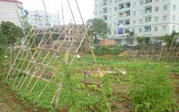 Thèm đồ sạch: Trồng rau trên vỉa hè, công trường
