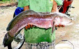 Cá lóc nặng 5,1kg rượt cắn vịt
